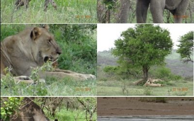 Hluhluwe Umfolozi game reserve – Durban Day Safari Tour 22 November 2013