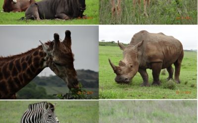 Tala Valley and St Lucia(Isimangeliso wetland park) Day Safari Tours 25 and 26 November 2013