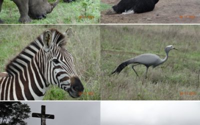 Tala game reserve and Phezulu Safari Tour 9/11/13