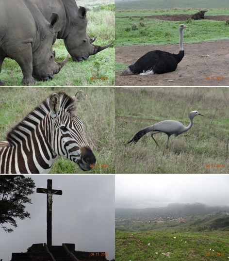 Tala game reserve and Phezulu Safari Tour 9/11/13