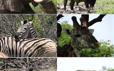 Durban-Hluhluwe Umfolozi Day Safari Tour 28 December 2013