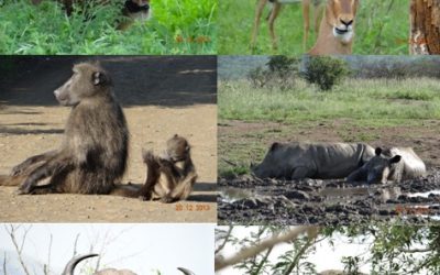 Hluhluwe Umfolozi game reserve – Durban 3 Day Safari Tour 19 -21 December 2013
