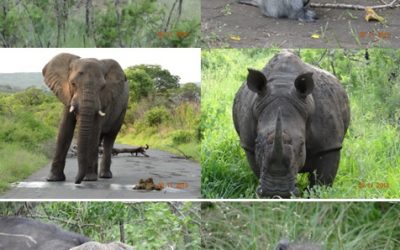 Hluhluwe Umfolozi game reserve 3 Day Durban Safari Tour 29Nov to 1 Dec 2013