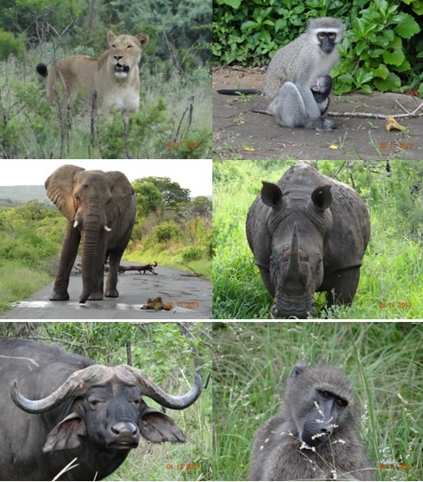 Hluhluwe Umfolozi game reserve 3 Day Durban Safari Tour 29Nov to 1 Dec 2013