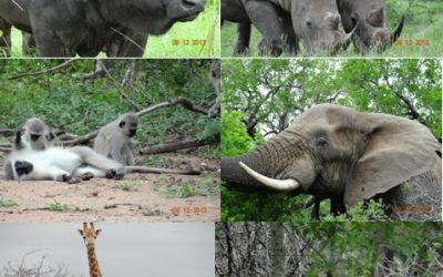 Hluhluwe Umfolozi Game reserve – Durban Day Safari Tour 9 December 2013