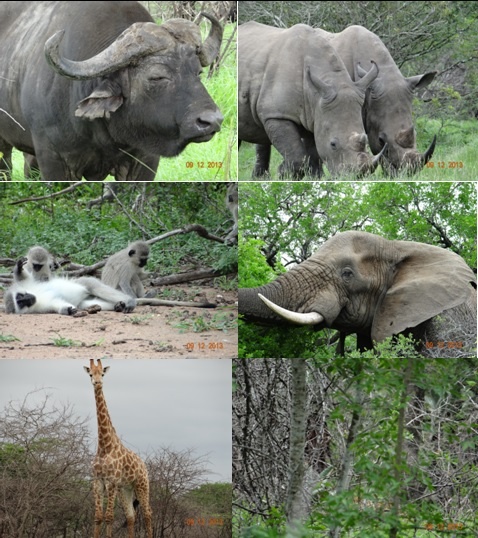 Hluhluwe Umfolozi Game reserve – Durban Day Safari Tour 9 December 2013