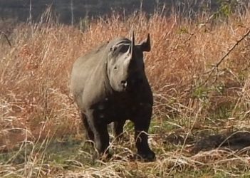 White Rhino and Black Rhino Information