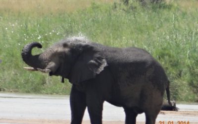 Hluhluwe Umfolozi Day Safari Tour 21st January 2014