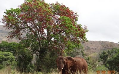 Hluhluwe Umfolozi Game reserves amazing Flora and Fauna