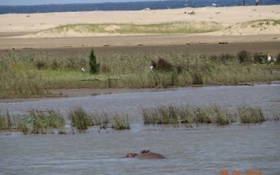 St Lucia Wetland (Isimangeliso Wetland) Park Safari Tour 26 January 2014