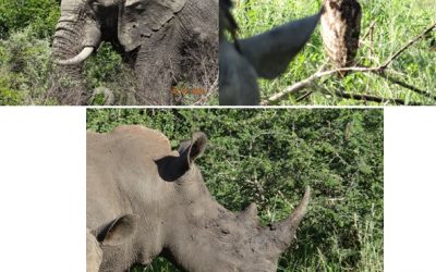 Hluhluwe Umfolozi Durban Day Safari Tour ex Richards Bay 3 Jan 2014