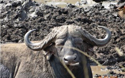 Hluhluwe Umfolozi Game Reserve – Durban Day Safari Tour 5/2/14