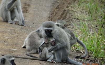 Hluhluwe Umfolozi Game reserve, Cat rehab and Isimangeliso Wetland Park(St Lucia) 3 Day Durban Safari Tour 30 Jan – 1 Feb 2014