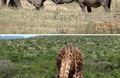 Hluhluwe Umfolozi Game reserve, Cat rehab and Isimangeliso Wetland Park(St Lucia) 3 Day Durban Safari Tour 10 – 12 Feb 2014