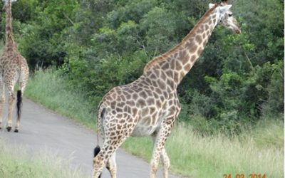 Durban 5 Day Big 5 overnight Safari Tour to Hluhluwe umfolozi Game reserve, Emdoneni Cat Reb centre and St Lucia Wetlands ( Isimangeliso Wetland Park) – 24 March – 28 March 2014.