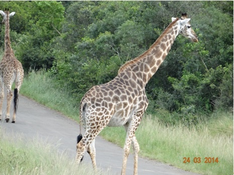 Durban 5 Day Big 5 overnight Safari Tour to Hluhluwe umfolozi Game reserve, Emdoneni Cat Reb centre and St Lucia Wetlands ( Isimangeliso Wetland Park) – 24 March – 28 March 2014.