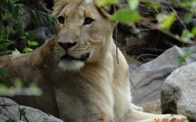 Durban 3 Day overnight Safari Tour to Hluhluwe Umfolozi Game reserve, Emdoneni Cat Rehab Centre and St Lucia(Isimangeliso Wetland park 23 – 25 February 2014