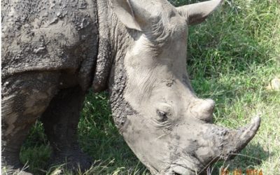 Durban 2 Day overnight Safari Tour to Hluhluwe umfolozi Game reserve and St Lucia Wetlands ( Isimangeliso Wetland Park) – 22 March – 23 March 2014