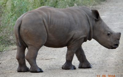 Durban 4 Day Big 5 overnight Safari Tour to Hluhluwe Umfolozi Game reserve, Emdoneni Cat Rehab centre and St Lucia Wetlands ( Isimangeliso Wetland Park) – 29th April to the 2nd May 2014.