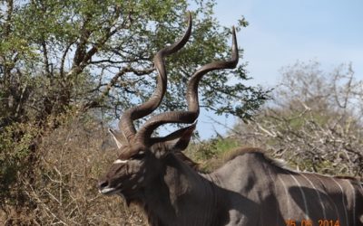 Durban 5 Day Big 5 overnight Safari Tour to Hluhluwe Umfolozi Game reserve, St Lucia Wetlands ( Isimangeliso Wetland Park) and Durban City – 24 to 28th May 2014.