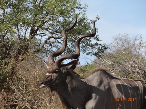 Durban 5 Day Big 5 overnight Safari Tour to Hluhluwe Umfolozi Game reserve, St Lucia Wetlands ( Isimangeliso Wetland Park) and Durban City – 24 to 28th May 2014.