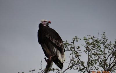 Durban 4 Day Big 5 overnight Safari Tour to Hluhluwe Umfolozi Game reserve, Emdoneni Cat Rehab centre and St Lucia Wetlands ( Isimangeliso Wetland Park) – 29th April to the 2nd May 2014.