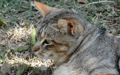 Hluhluwe Umfolozi Big 5, 3 Day Safari Tour from Durban