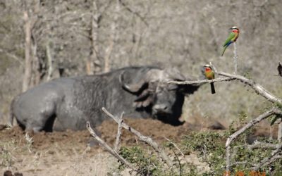 Durban Big 5 Day Safari Tour to Hluhluwe Umfolozi Big 5 Game reserve 21st June 2014