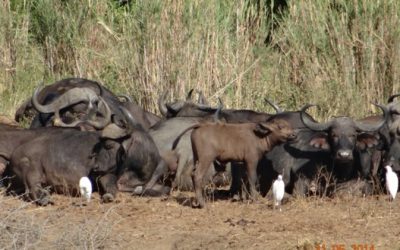 Hluhluwe Imfolozi game reserve Day Safari Tour from Durban 31 May 2014