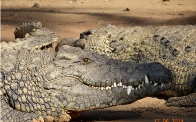 Durban Day Safari Tour to Tala game reserve, Phezulu Cultural village and Reptile park 12 June 2014