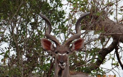 Durban Big 5 Private Day Safari Tour to Hluhluwe Umfolozi Big 5 Game reserve 28th June 2014