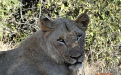 3 Day overnight Big 5 Safari Tour from Durban to Hluhluwe umfolozi game reserve, Cat rehab and St Lucia Isimangeliso Wetland park 3rd to 5th June 2014.
