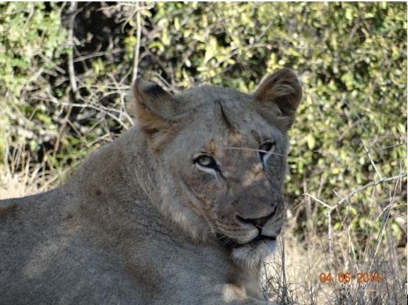 3 Day overnight Big 5 Safari Tour from Durban to Hluhluwe umfolozi game reserve, Cat rehab and St Lucia Isimangeliso Wetland park 3rd to 5th June 2014.