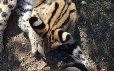 2 Day Big5 Durban Safari Tour to Hluhluwe Umfolozi Game reserve and St lucia Isimangeliso Wetland park 13th to 14th June 2014