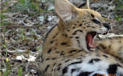 Durban Safari Tour to Hluhluwe Imfolozi game reserve 22nd July – 24 July 2014