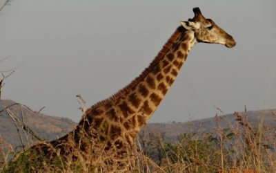 Durban Big 5 Private Honeymoon 3 Day Safari Tour to Hluhluwe Imfolozi Big 5 Game reserve 11 July -13 July 2014