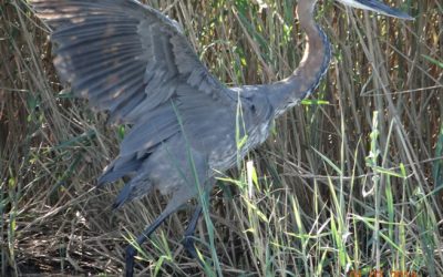 Durban Big 5 Private Honeymoon 3 Day Safari Tour to Hluhluwe Umfolozi Big 5 Game reserve 29th June – 1 July 2014