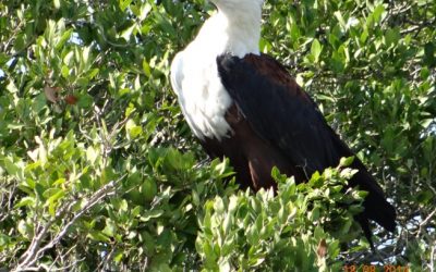 Durban KwaZulu-Natal 5 Day Safari of the Big 5 Hluhluwe Imfolozi game reserve and Tour to the Drakensberg 18 August – 22 August 2014