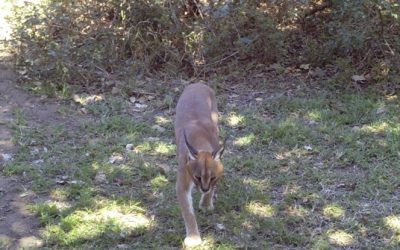 Durban 3 Day Big 5 Safari Tour to Hluhluwe Imfolozi game reserve – 25-27 August 2014