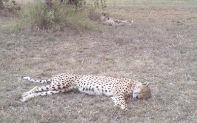 Durban 3 Day Safari Tour to the Big 5 – Hluhluwe Imfolozi game reserve 1 August – 3 August 2014