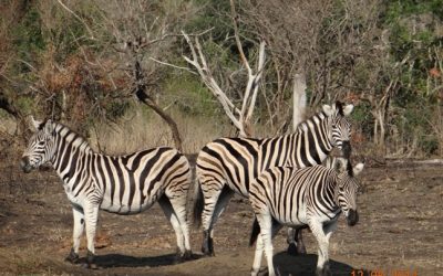 Durban Day Safaris – Our Safari Tour to Big 5 Hluhluwe Imfolozi Game reserve 12 August 2014