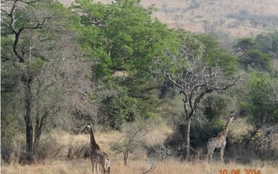 Durban Private Day Safari to Hluhluwe Imfolozi Game reserve 10th August 2014