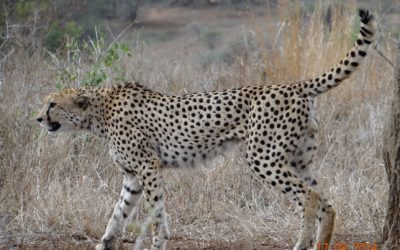 Durban Big 5 Day Safari Tour to Hluhluwe Imfolozi game reserve