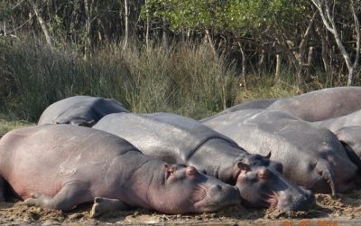 Durban overnight Safari Tour to Hluhluwe Imfolozi game reserve