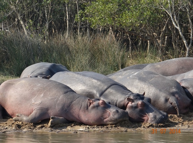 Durban overnight Safari Tour to Hluhluwe Imfolozi game reserve