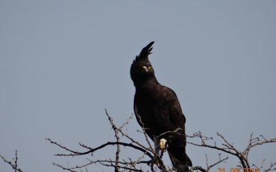 Safari near Durban to Tala game reserve, Valley of 1000 Hills and Zulu Cultural Village 21/9/2014