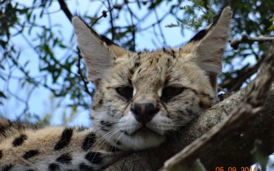 Durban Honeymoon 3 Day Safari Tour to Hluhluwe Imfolozi game reserve 5th -7th September 2014