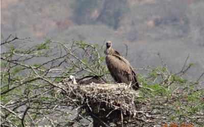 Durban Day Safaris to Hluhluwe Imfolozi game reserve 14th September 2014