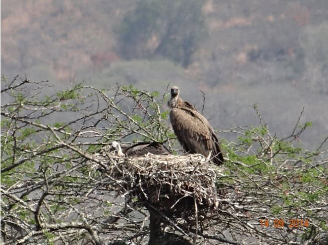 Durban Day Safaris to Hluhluwe Imfolozi game reserve 14th September 2014