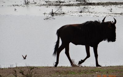Safari near Durban to Tala game reserve, Valley of 1000 Hills and Zulu Cultural Village 20/9/2014